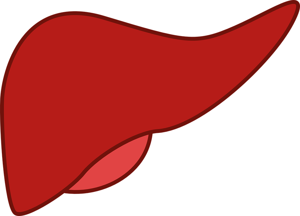 Liver clipart fatty liver. Natural treatment for the