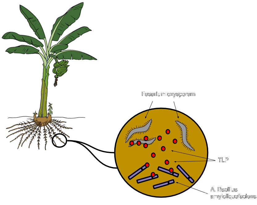 disease clipart plant disease