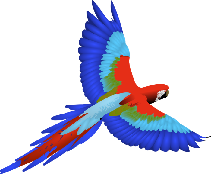 parrot clipart blue yellow macaw