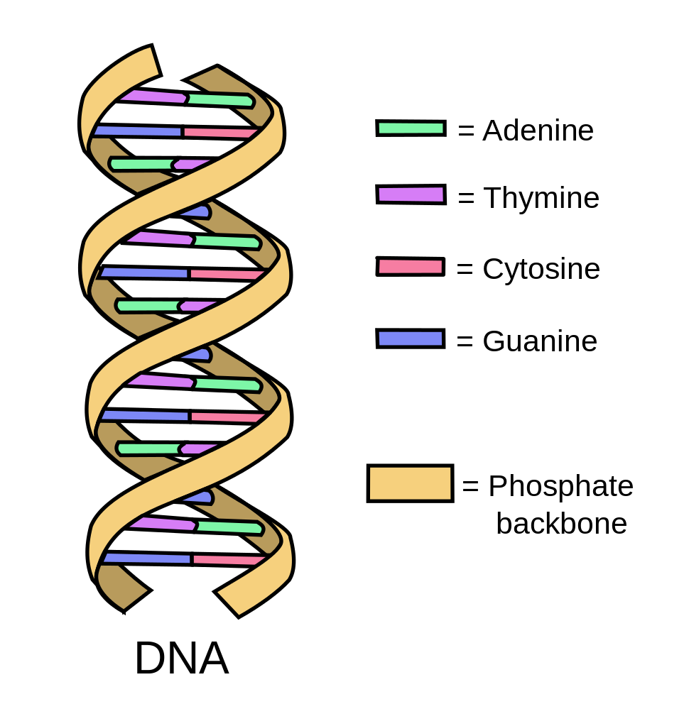 dna clipart dna extraction