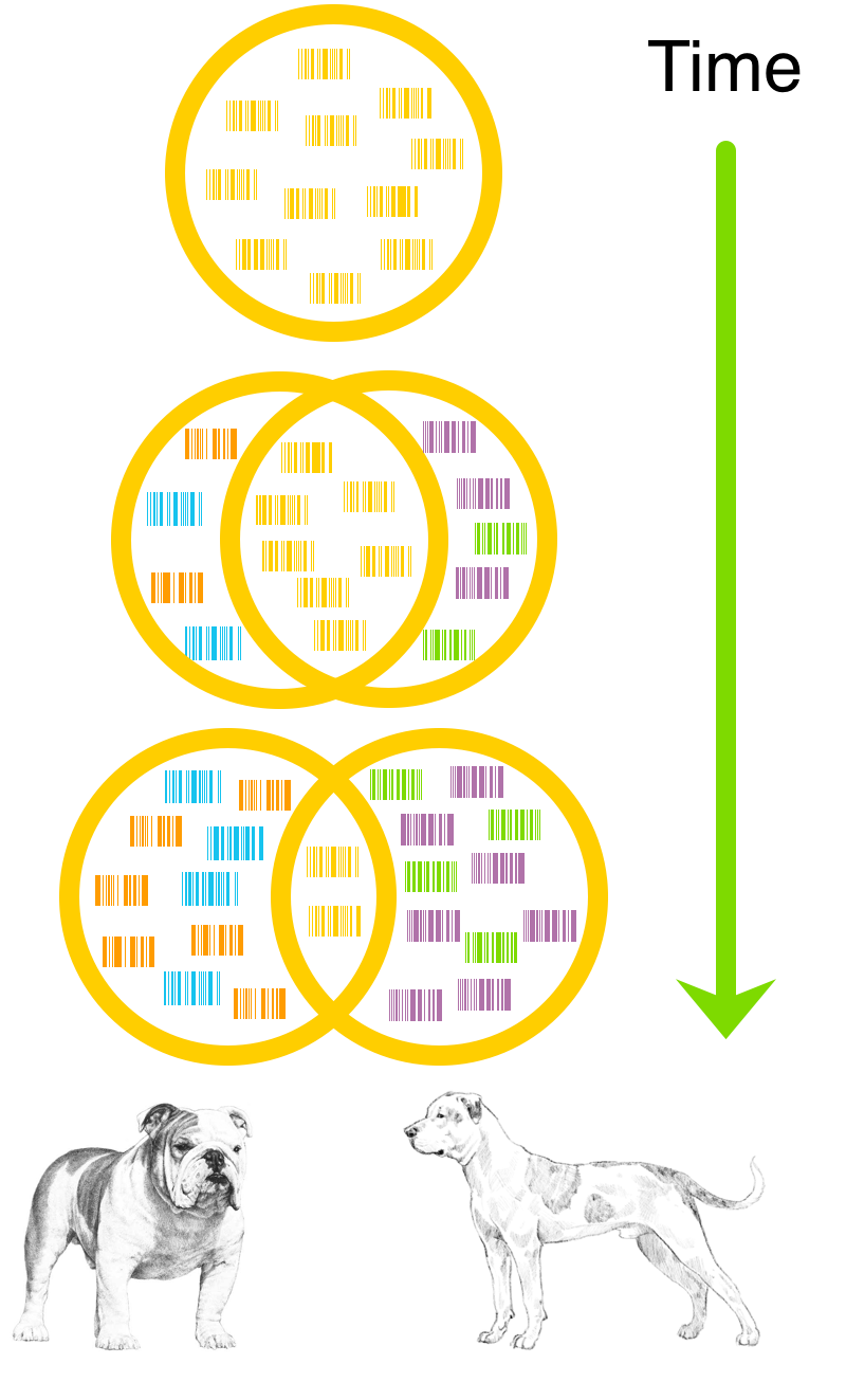 dna clipart lineage