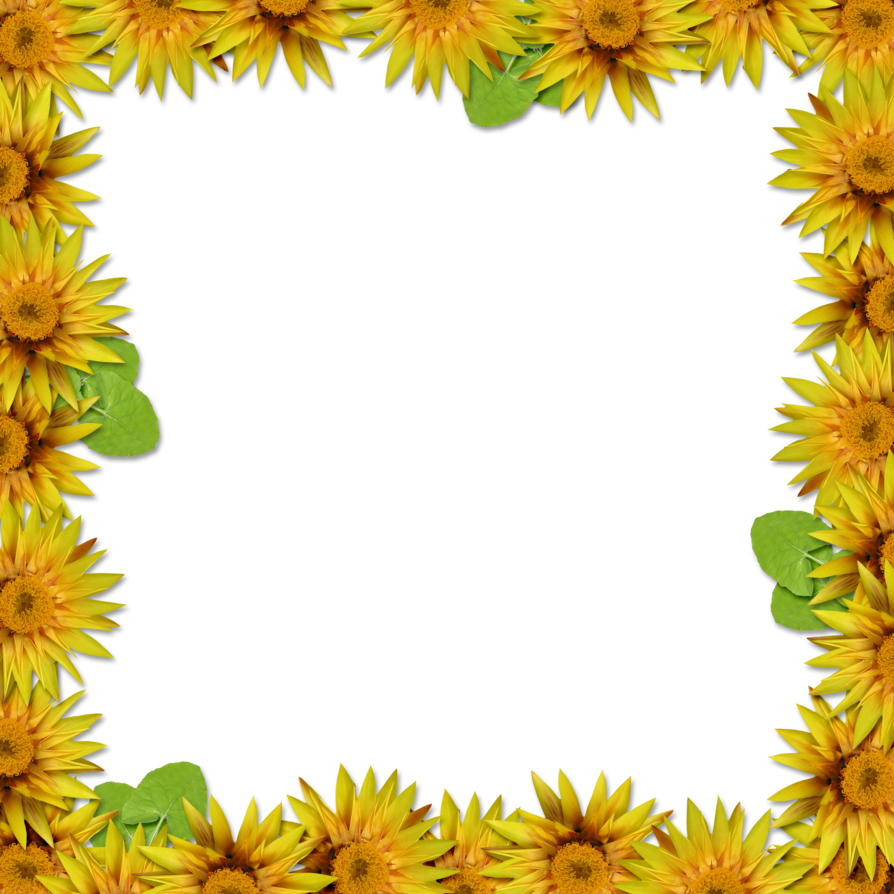 divider clipart sunflower