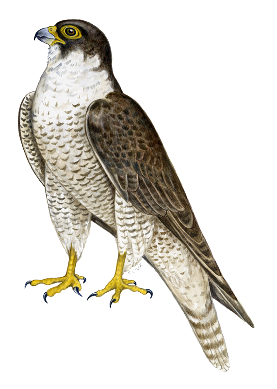 falcon clipart tribal
