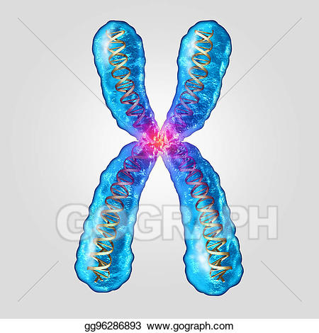 dna clipart chromosome