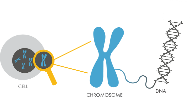 dna clipart chromosome