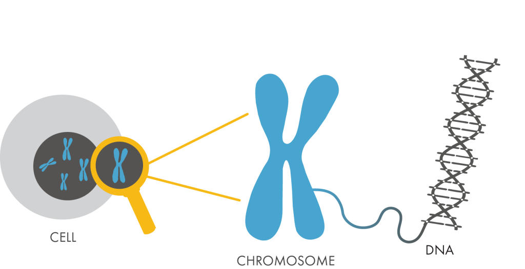 Dna clipart chromosome. 