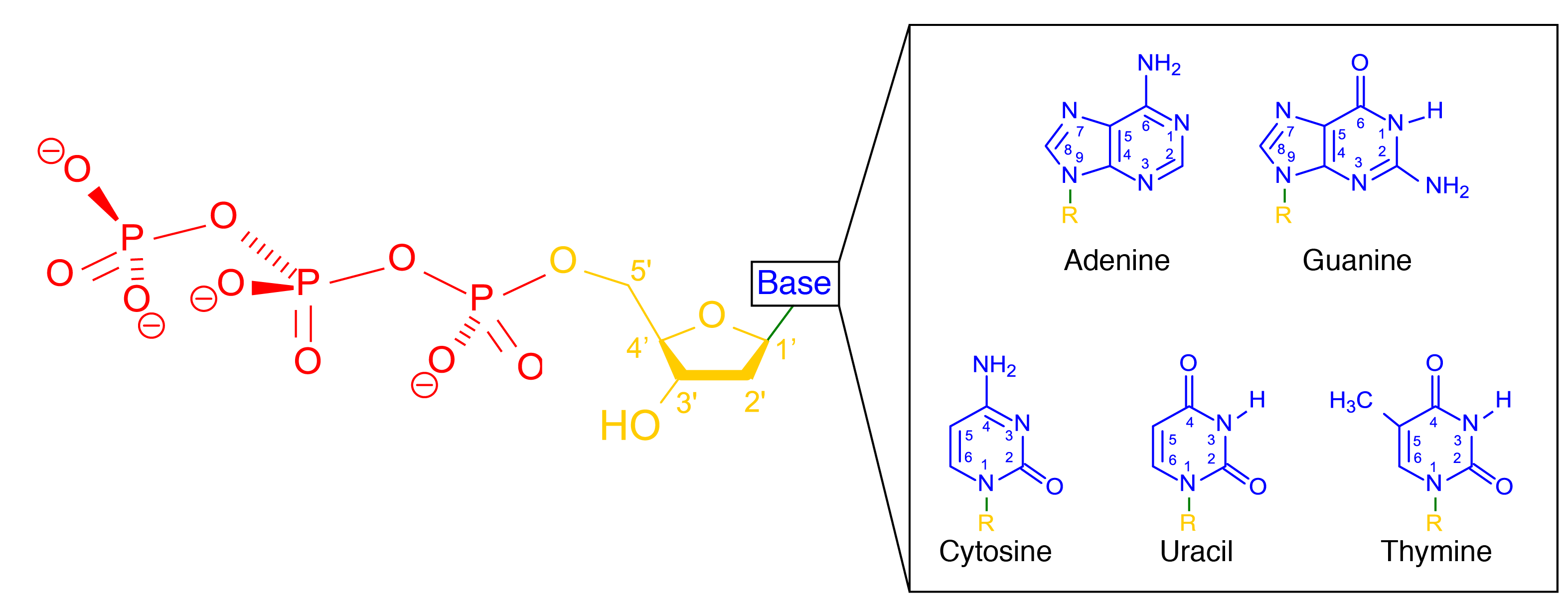 Dna dna molecule