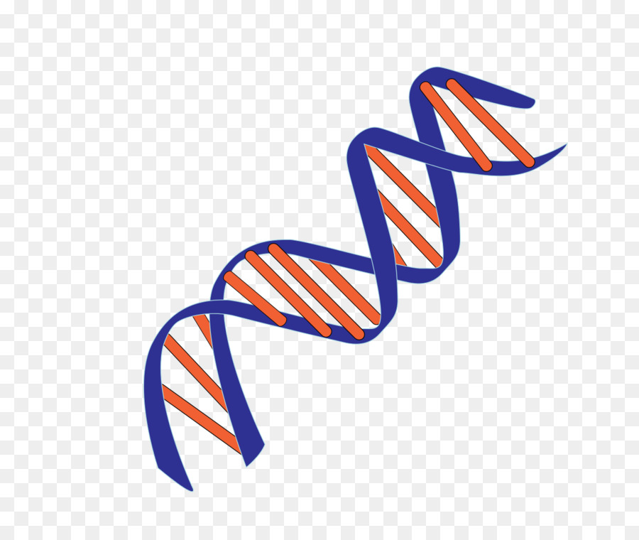 dna clipart dna sequence