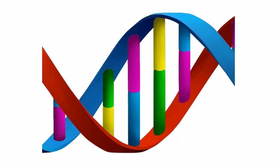 Dna clipart dna structure, Dna dna structure Transparent FREE for ...