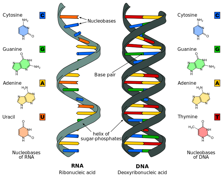dna clipart dna structure