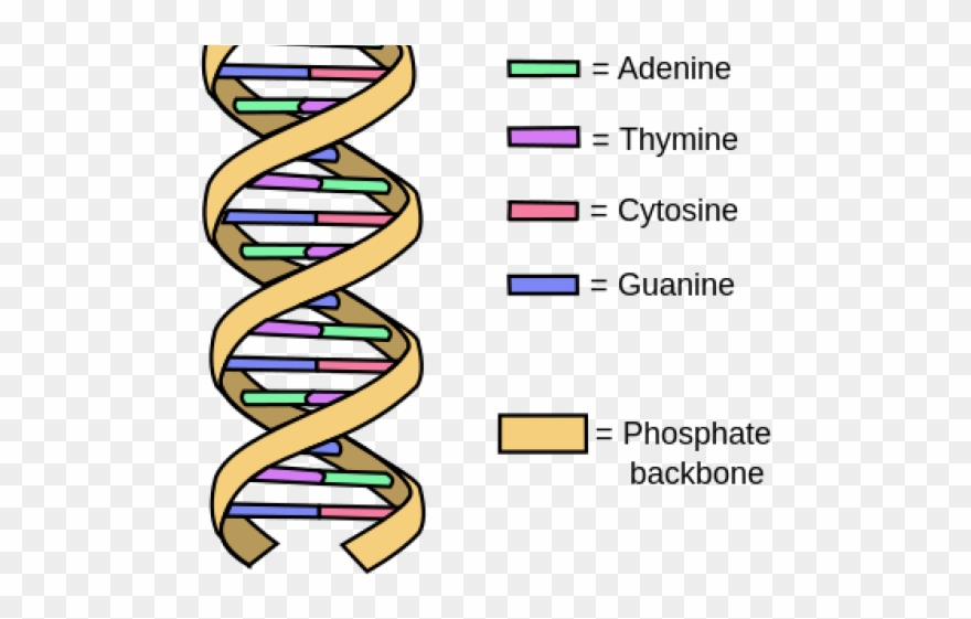 dna clipart dna structure