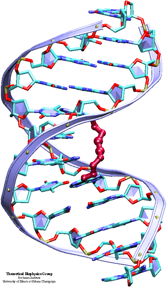 Dna Clipart Dna Structure Dna Dna Structure Transparent Free For