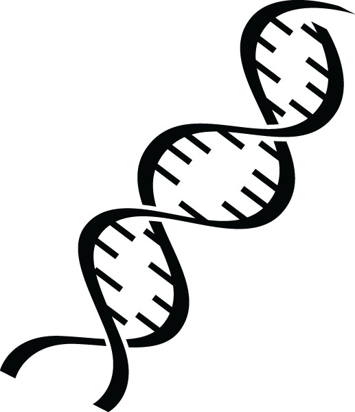 dna clipart double helix