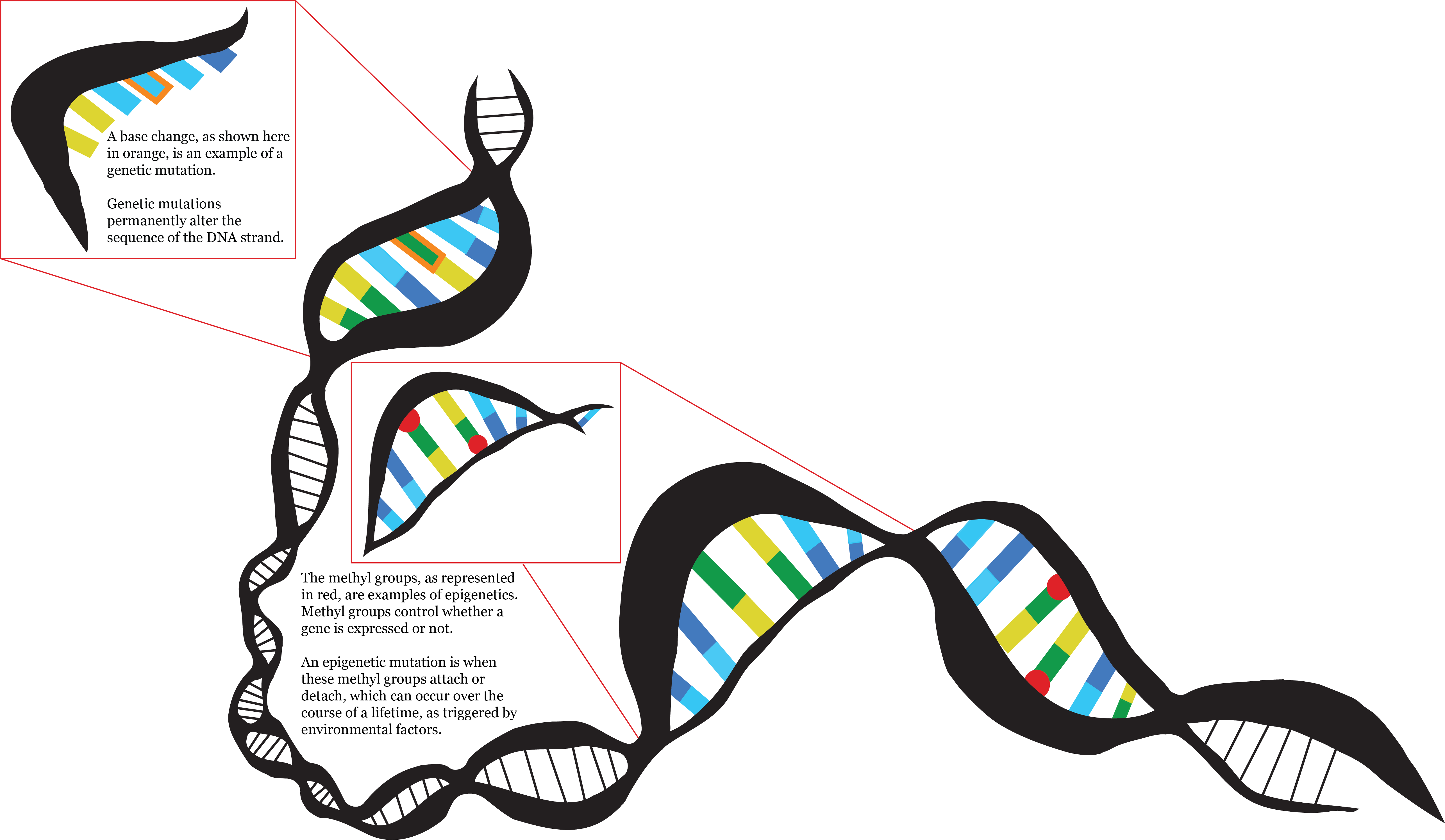 dna clipart epigenetics