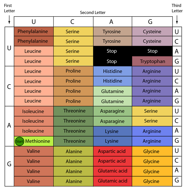 dna clipart genetic code