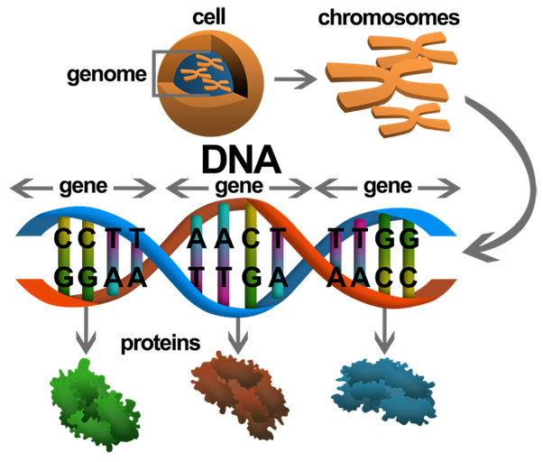 Dna clipart genetic trait. What is the difference