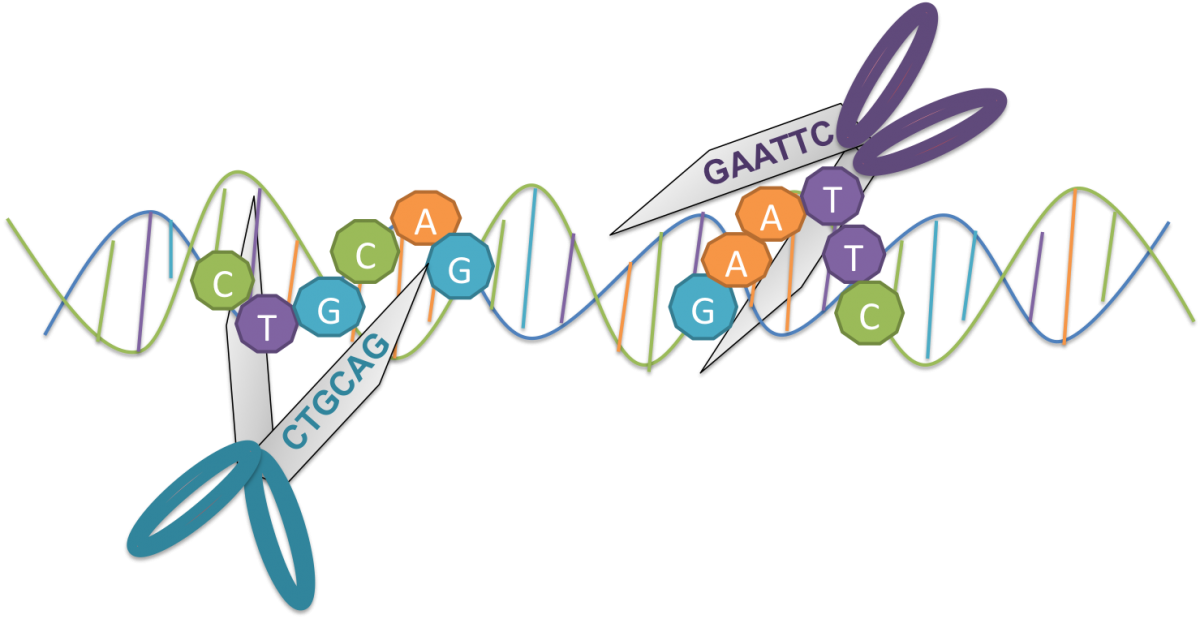 Dna clipart genetic trait. Bacteria invented engineering we