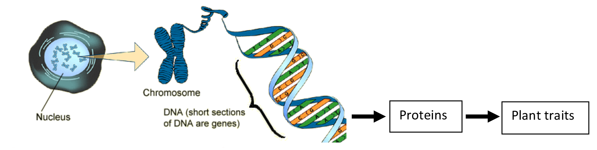 Dna clipart genetic trait. Agricultural curriculum matrix that