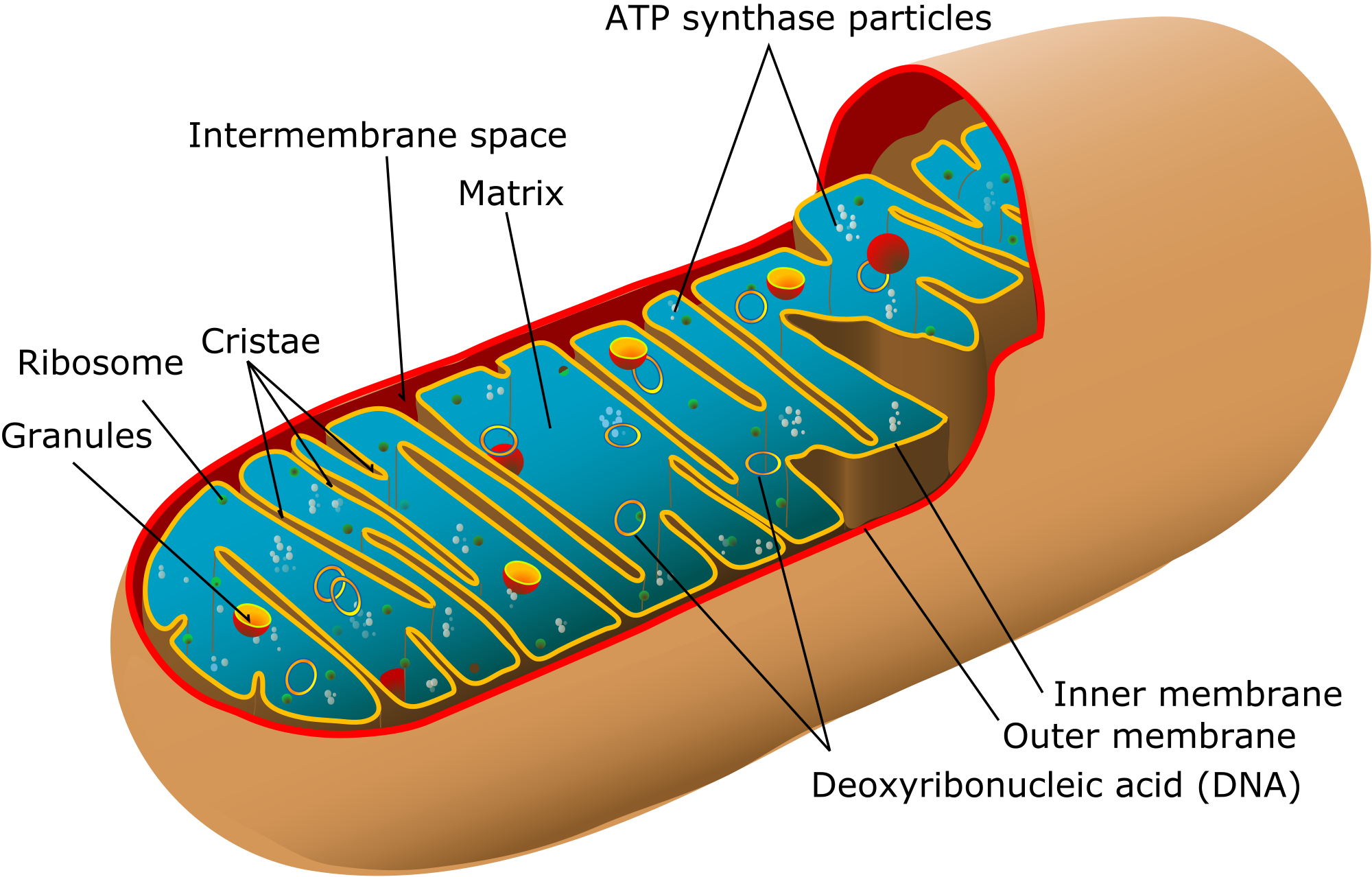 Dna clipart genetic trait. What is mitochondrial and