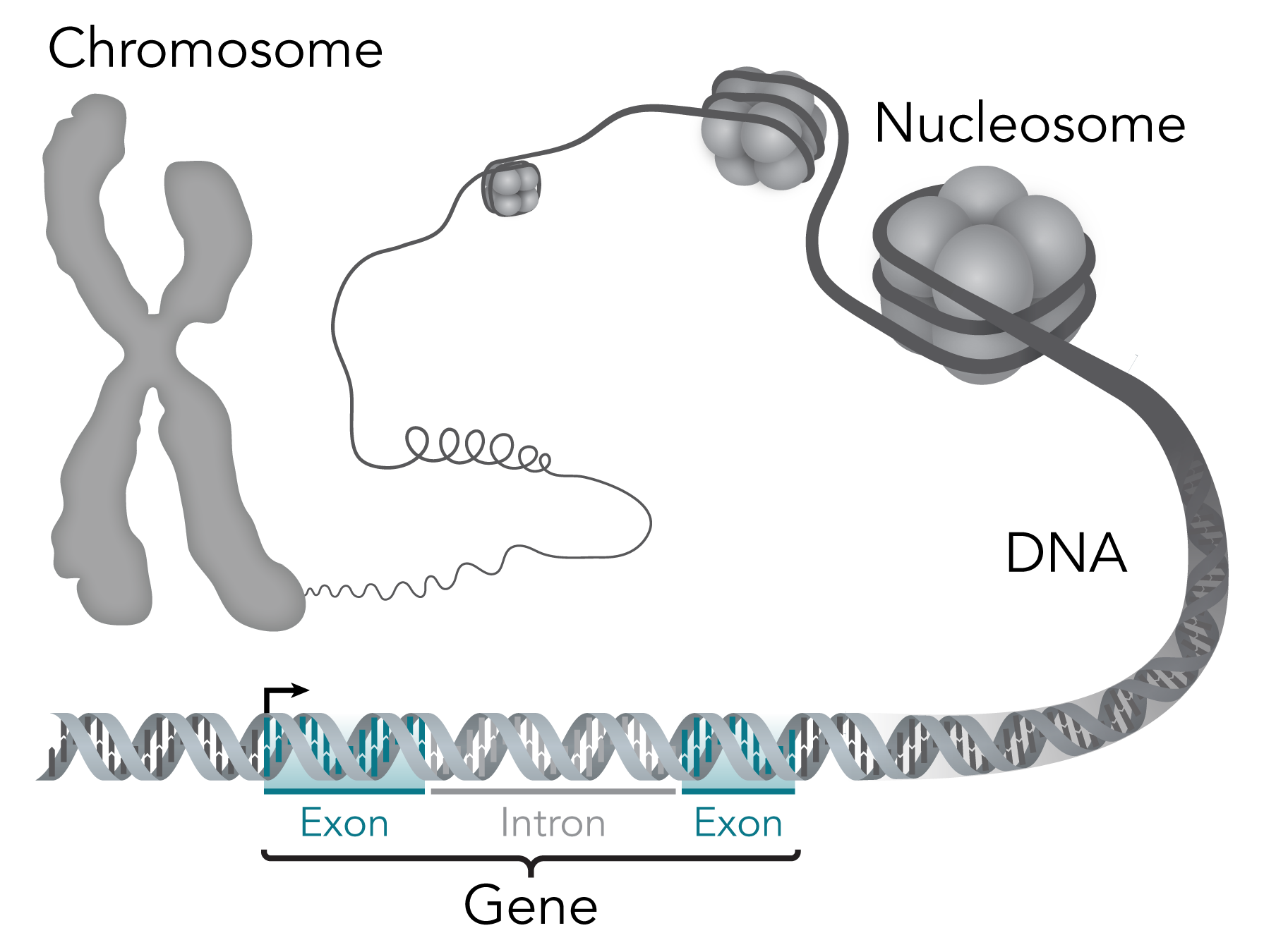 Glossary genome bc the. Dna clipart genetic trait