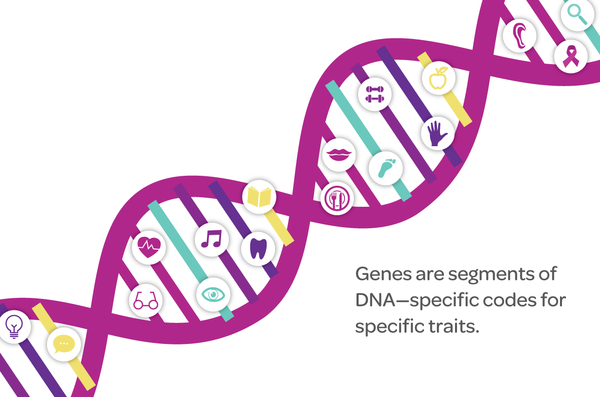 Dna clipart genetic trait. Genetics mirakind research with