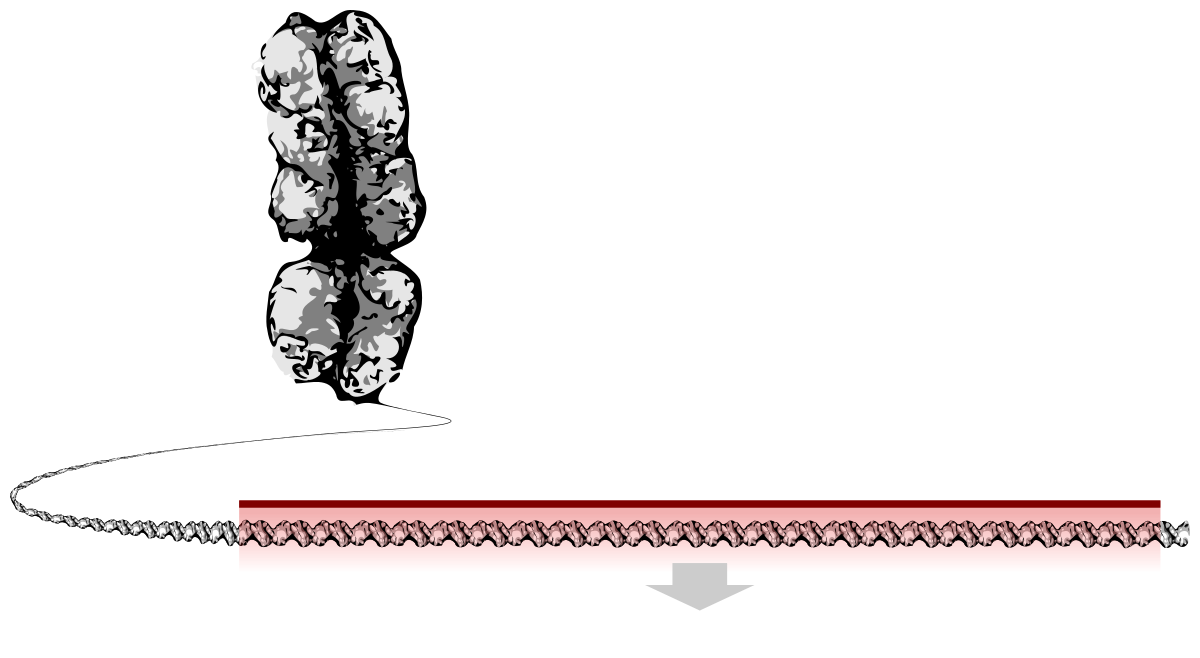 germ clipart prokaryote