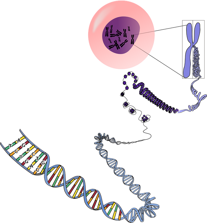 dna clipart heredity