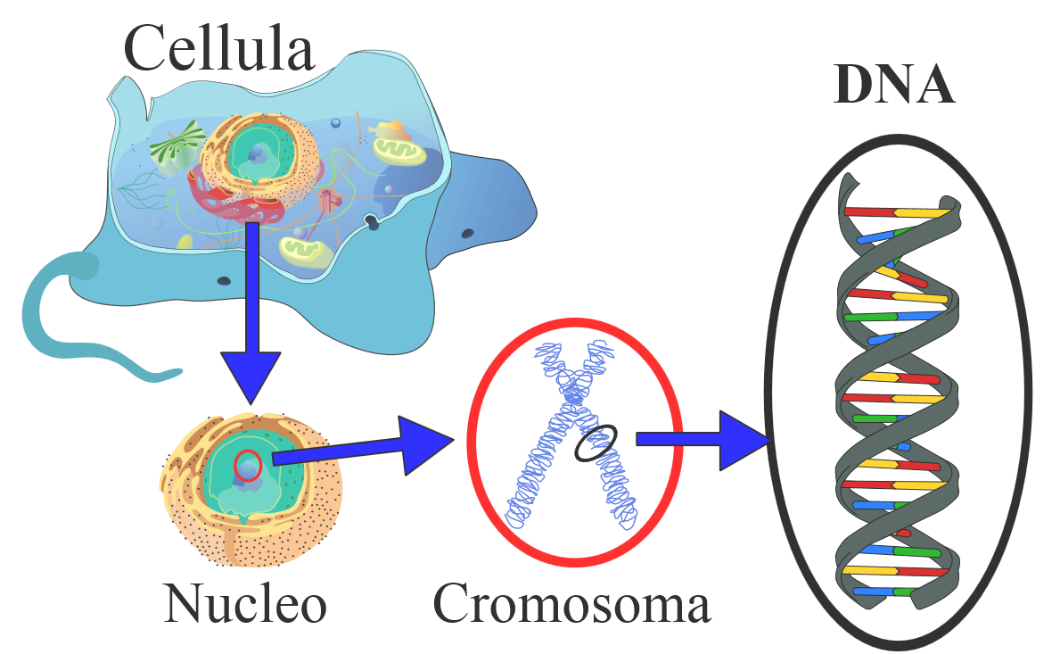 dna clipart lineage