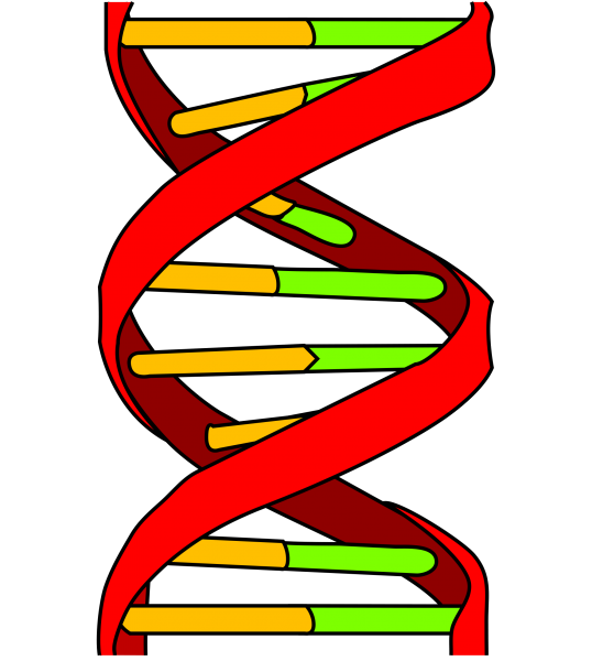 dna clipart red