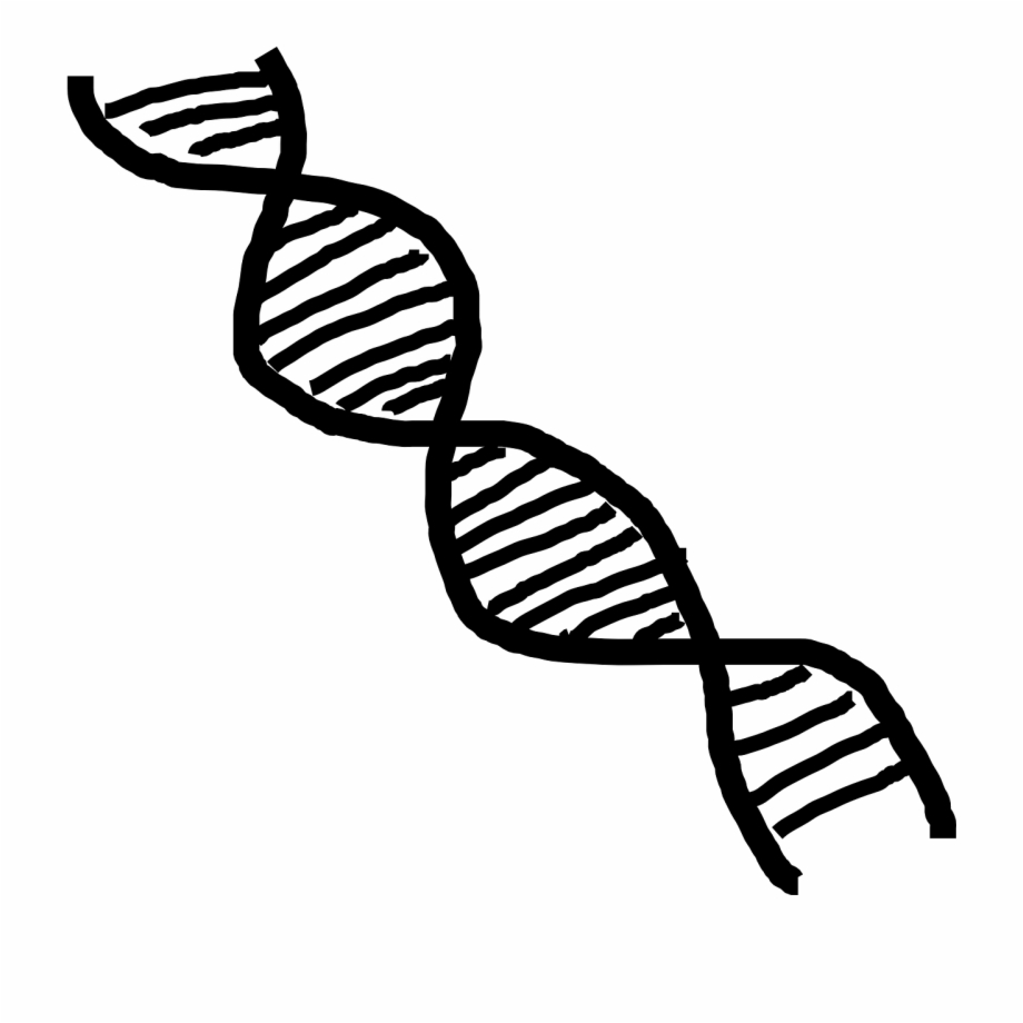 Double helix png image. Dna clipart science