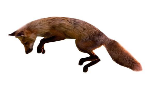 Image jumping fox animal. Do png files have transparent background