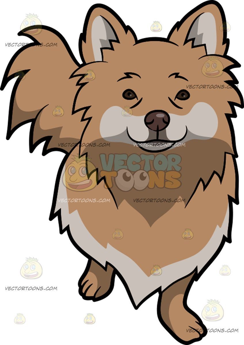 An intrigued pomchi a. Dog clipart beige