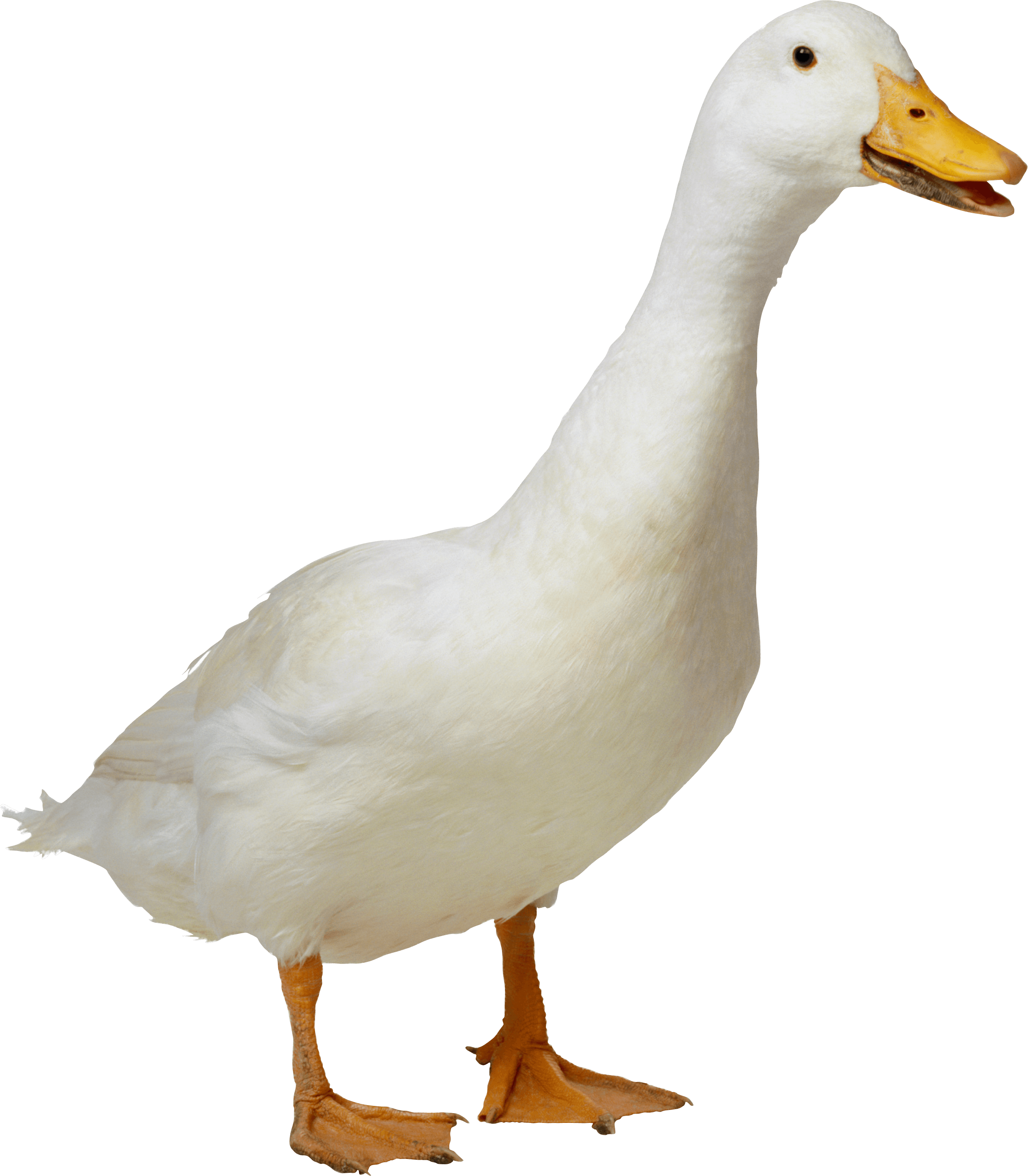 Ducks clipart duck waddle. White jojo pinterest