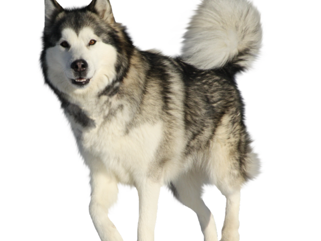 Dogs clipart husky. Dog cliparts x carwad