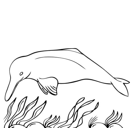 Coloring page free printable. Dolphins clipart amazon river dolphin