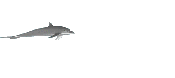 dolphin clipart animation