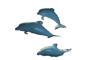 dolphins clipart animated gif