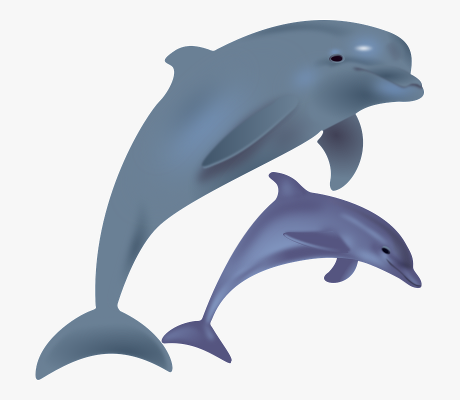 dolphin clipart cartoon