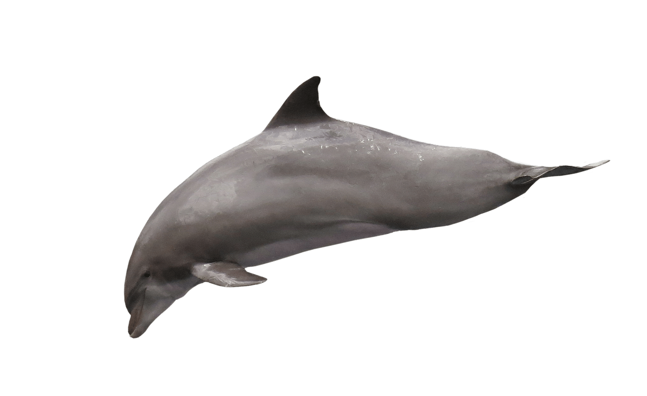 dolphins clipart dolphin diving