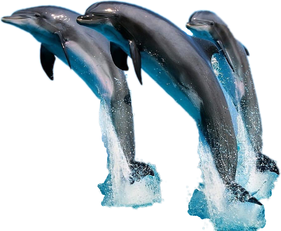 Dolphins clipart dolphin splash. Sea jump freetoedit sticker