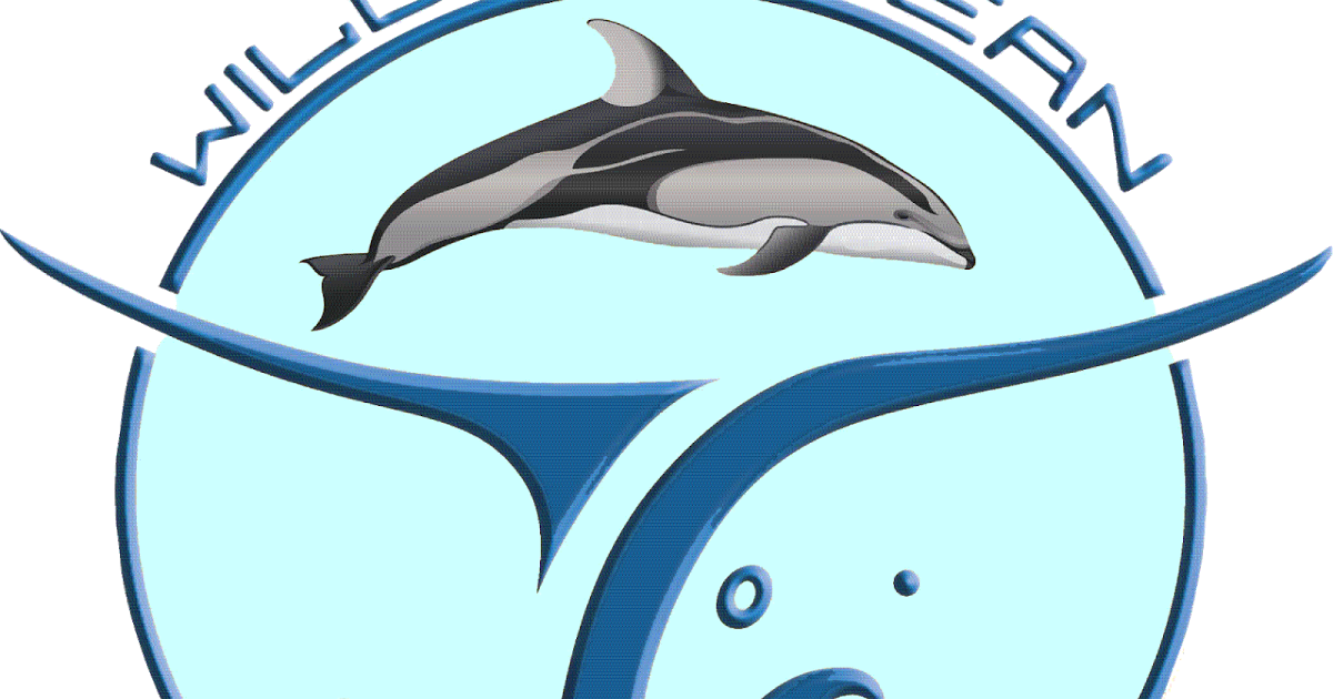 dolphin clipart grey dolphin