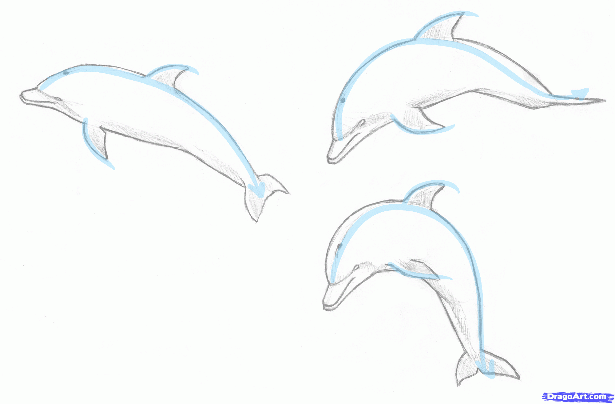 dolphin clipart group dolphin
