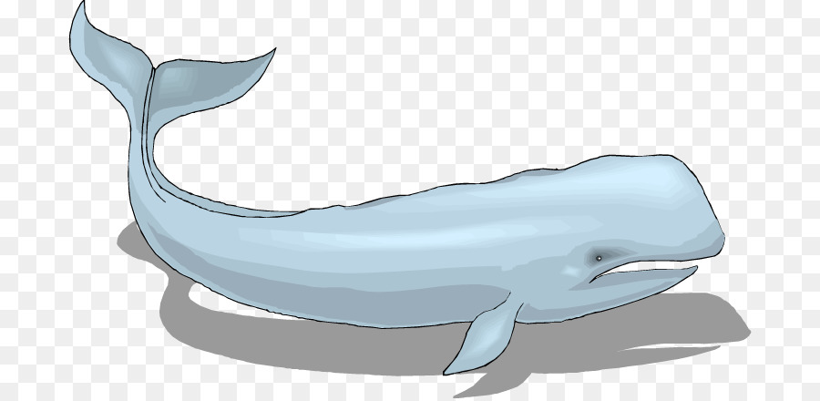 dolphin clipart jpeg
