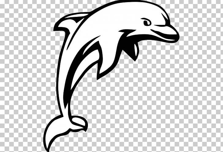 dolphin clipart line