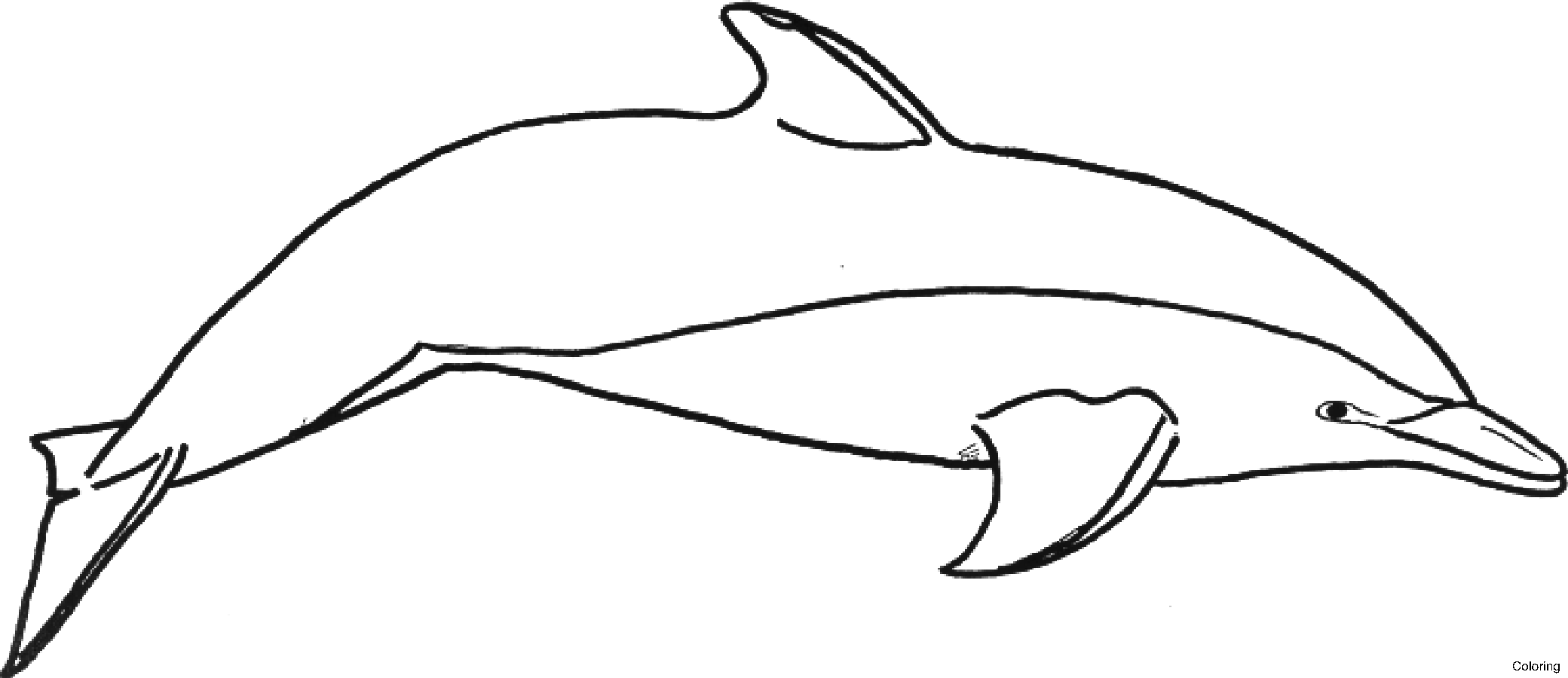 dolphin clipart logo