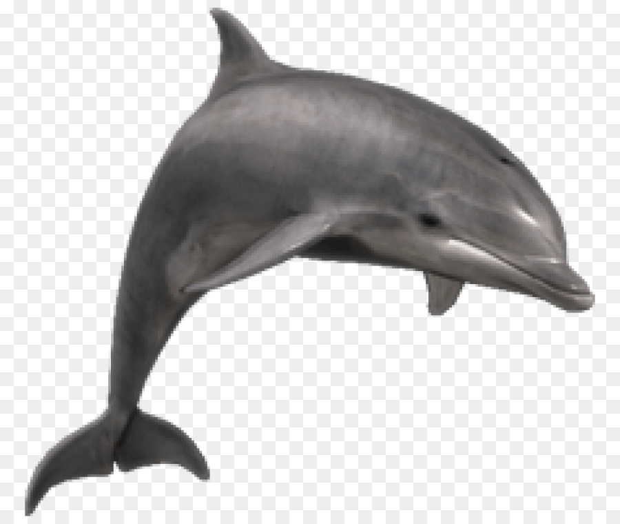 dolphin clipart porpoise