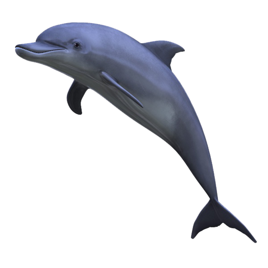 clipart dolphin side view