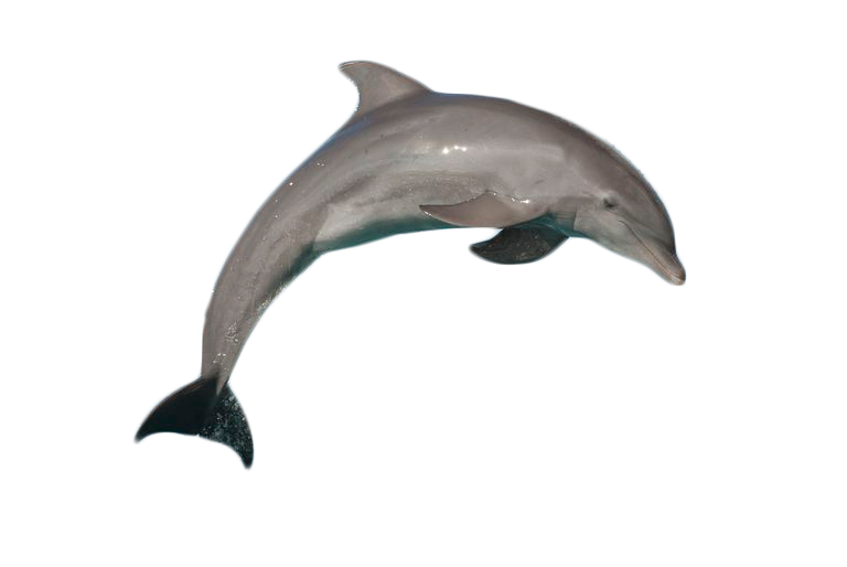 dolphin clipart spinner dolphin