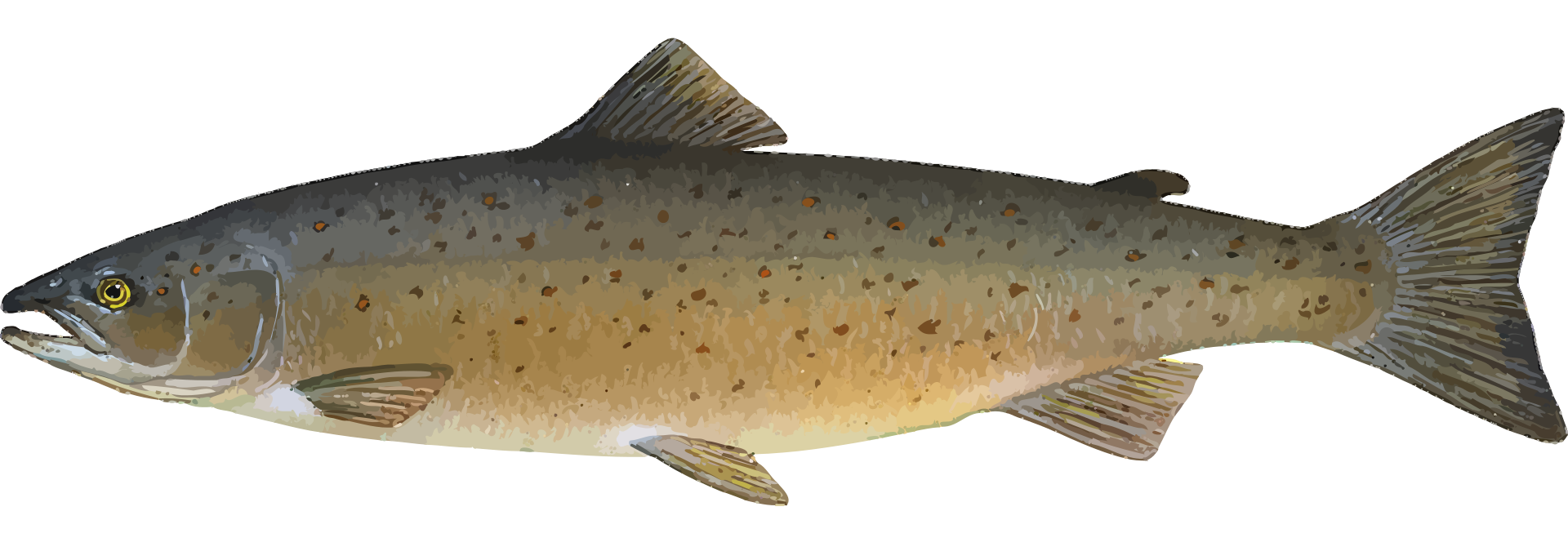 Realistic sea creature free. Salmon clipart cutthroat trout