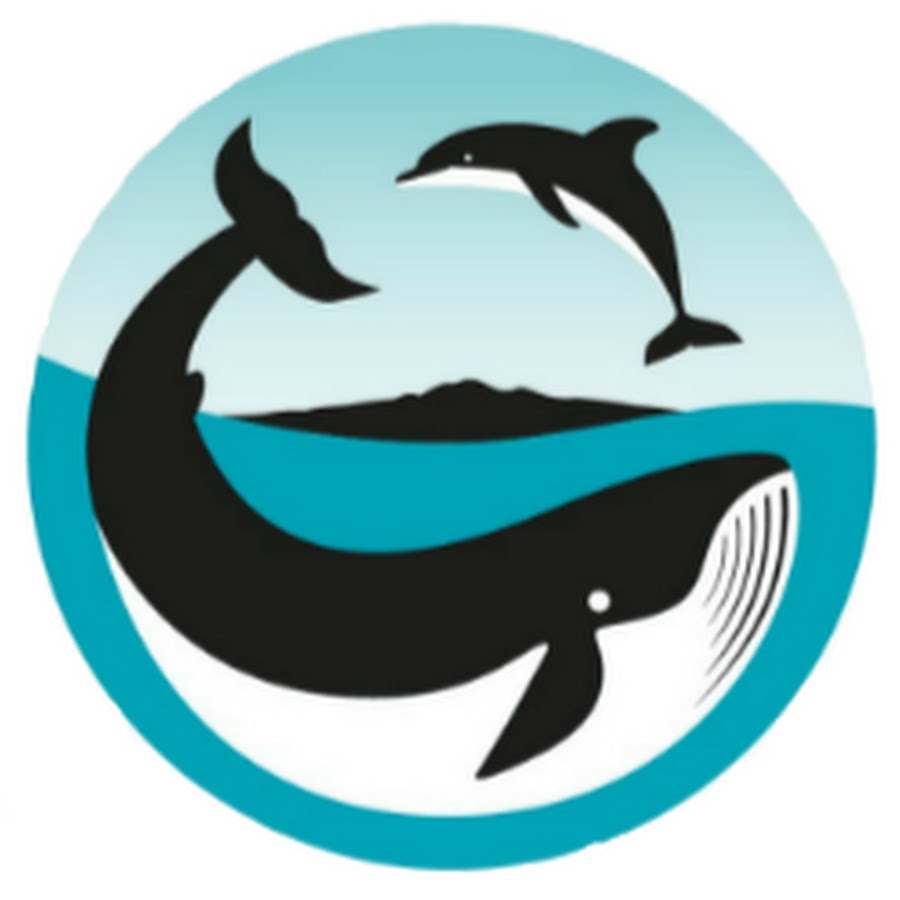 Auckland whale dolphin safari. Dolphins clipart animal sea nz